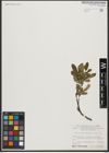 Foto von Salix waldsteiniana Willd.